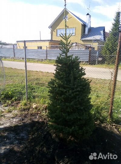 Ель голубая