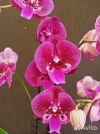 Орхидея фаленопсис Биг-Лип Ягуар отцветает