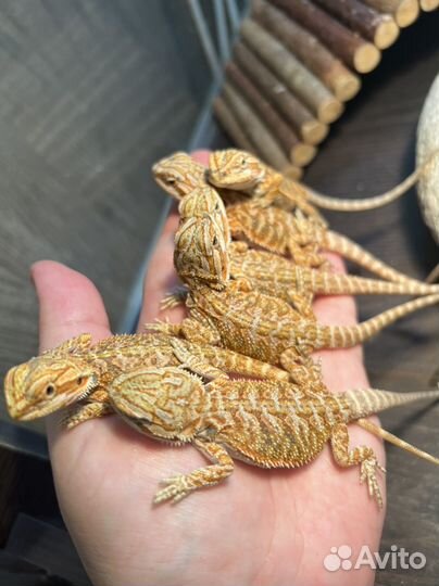 Бородатая агама малыши желтые