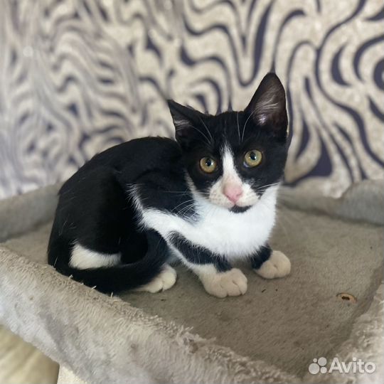 Котенок Черныш