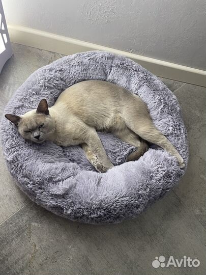 Бурманская кошка