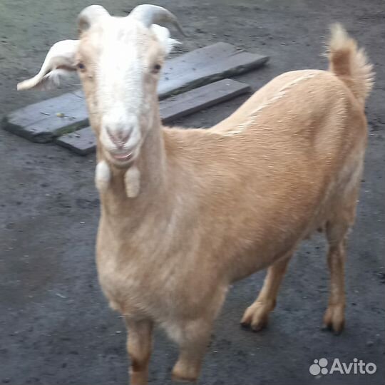 Продам козу