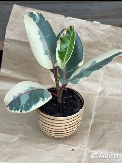 Фикус Эластика Тинеке