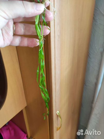 Для аквариума