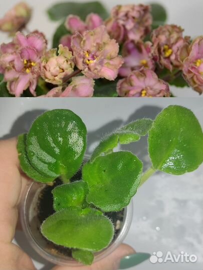 Детки сортовых фиалок