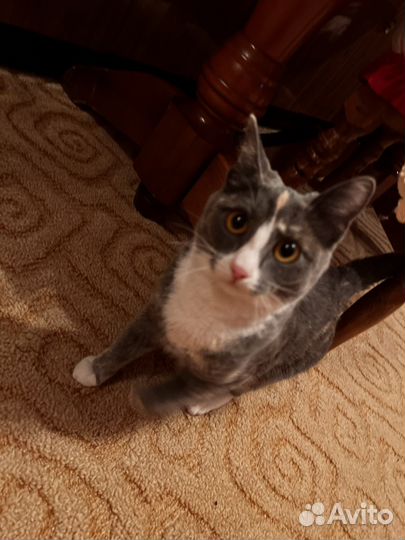 Кошки бесплатно