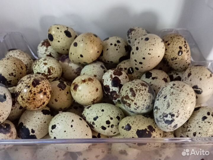 Яйца перепелиные