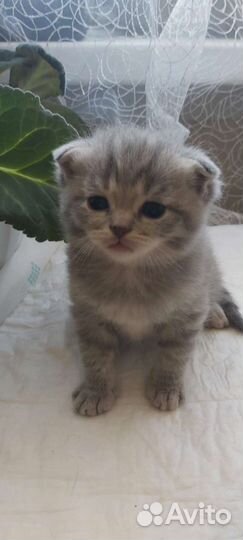 Британская вислоухая кошка