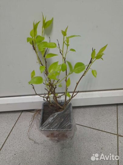 Актинидия аргута Женева