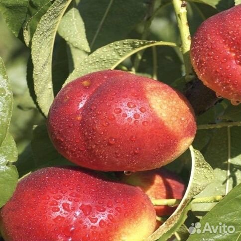 Колоновидный персик «Нектарин фантазия»