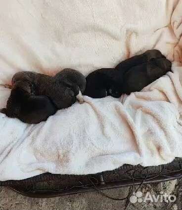 Отдам бесплатно щенки от собаки помесь Лайки