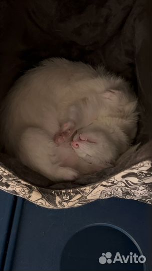 Хорьки с клеткой