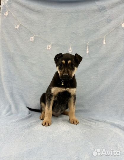 Щенок мальчик