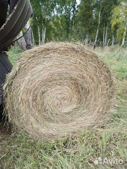 Сено 2023