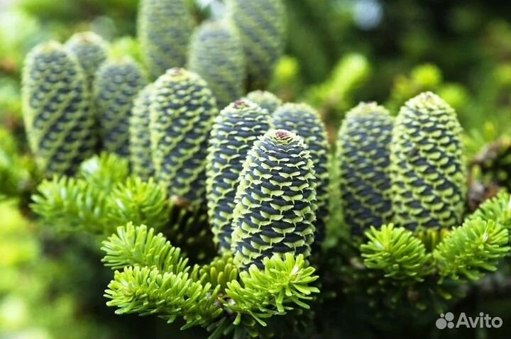 Пихта Нордмана-на сентябрь