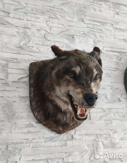 Чучело голова волка