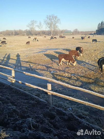 Бычки и телочки 