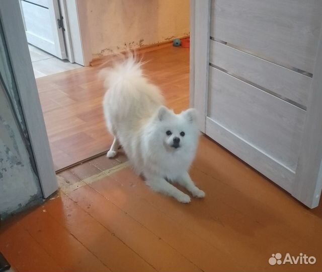 Немецкий шпиц