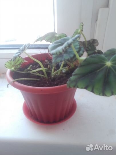 Бегония тигровая