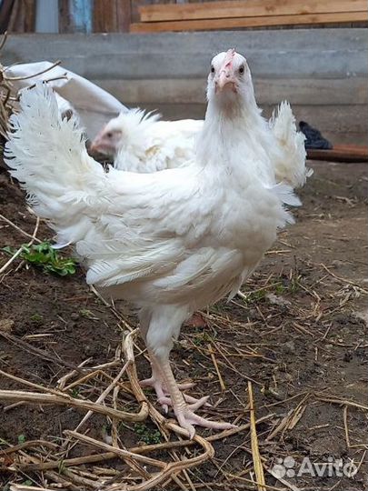 Куры домашние 