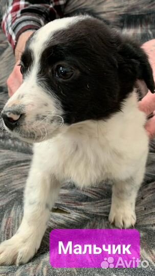 Щенки дворяне