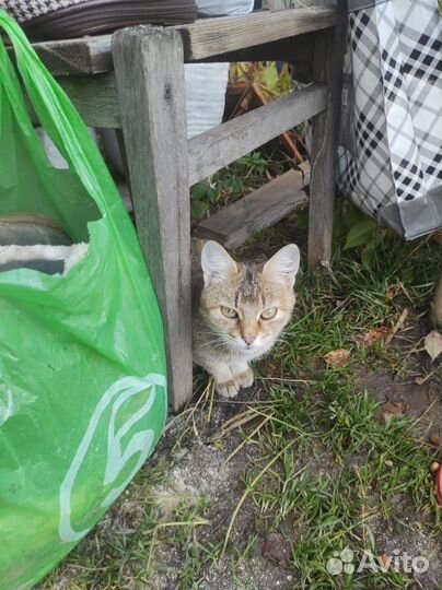 Котики