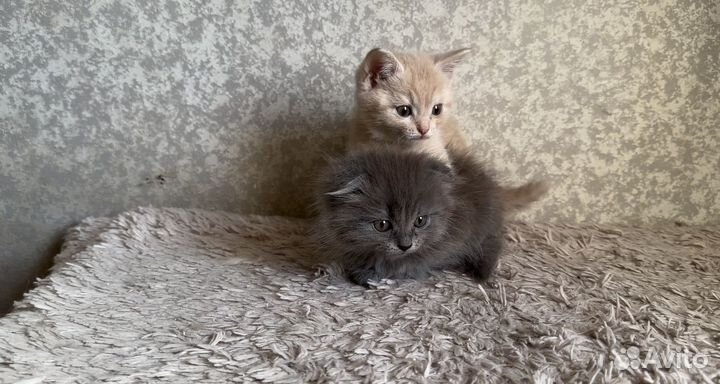 Шотландские котятки