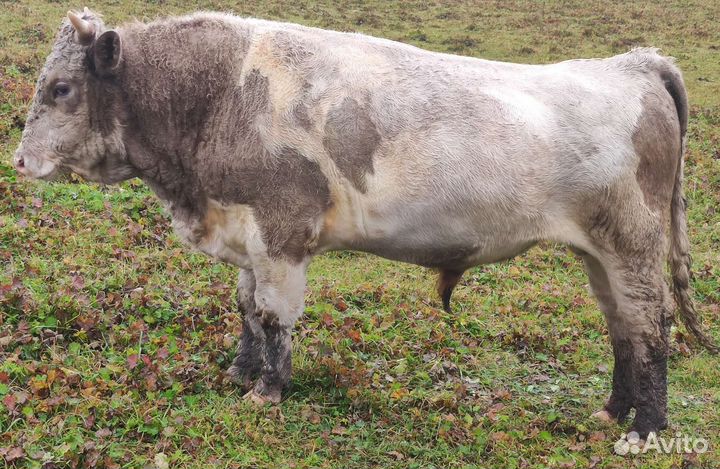 Быки на племя