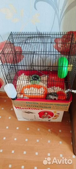 Хомяк всеядный