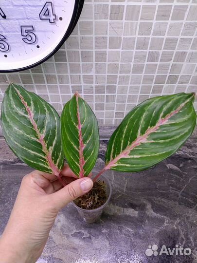 Аглаонема Цинта