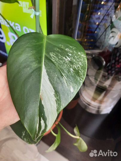 Монстера альба