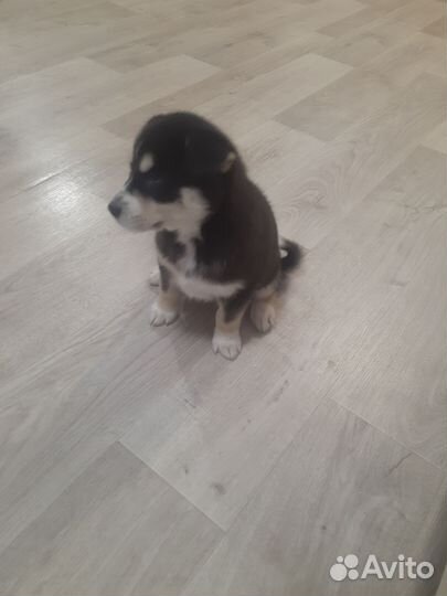 Отдам девочка