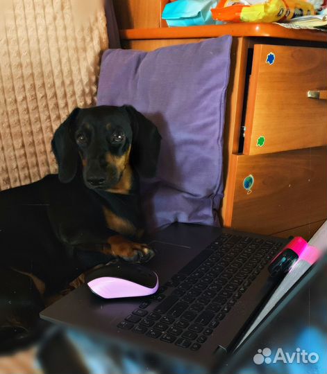 Такса вязка девочка