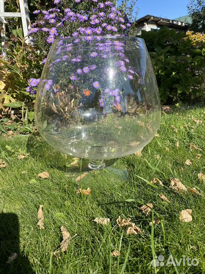 Аквариум рюмка