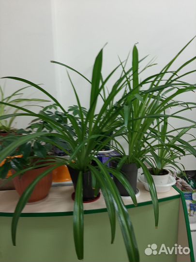 Хлорофитум крупный