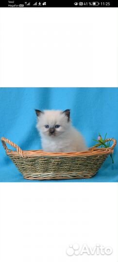 Продам котят