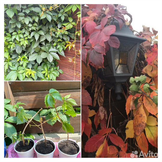 Лиана вирджиния прилипает к любой поверхности