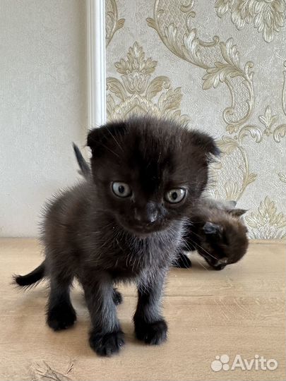 Британская кошечка