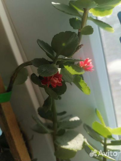 Каланхоэ Цветущий Отростки Обмен