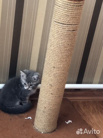 Котята 1,5месяца