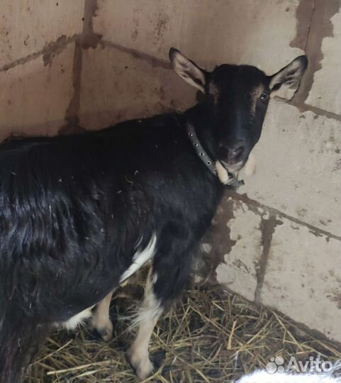 Молодые козы