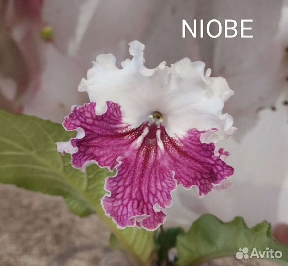 Стрептокарпус WOW Fifa Niobe лист