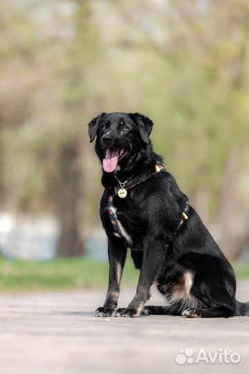 Собака в добрые руки