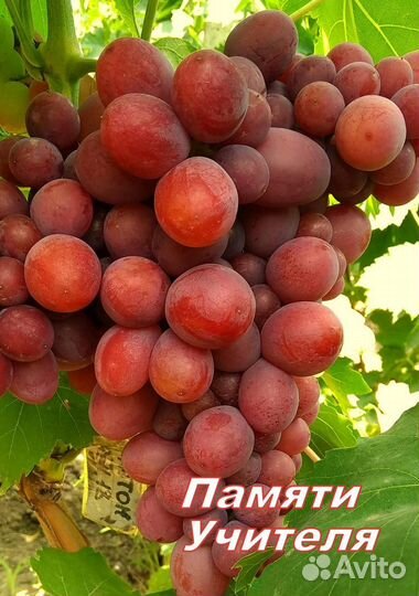 Саженцы винограда