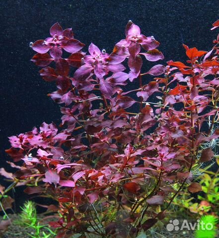 Людвигия супер ред