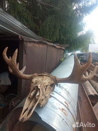 Продам рога лося