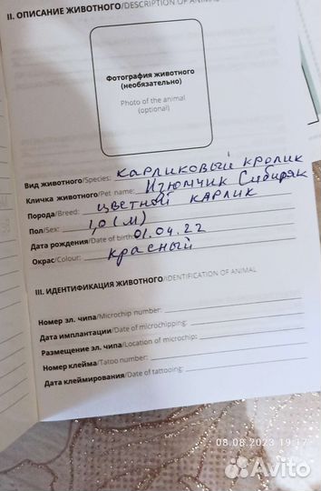 Карликовый кролик