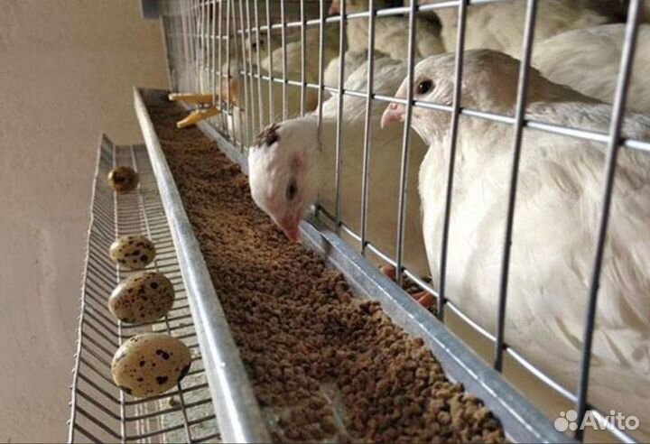 Перепела (тушка)