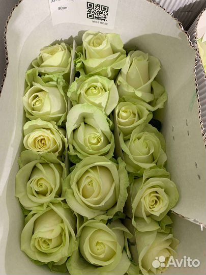 Розы оптом доставкой по РФ