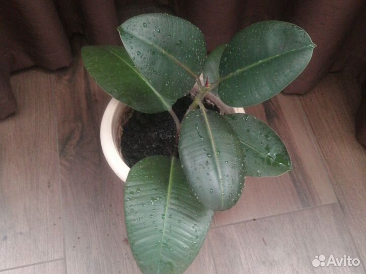 Панданус, фикус и др